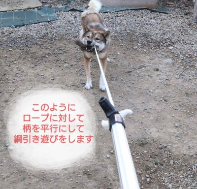 画像3: 猪犬じゃらし