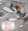 画像3: 猪犬じゃらし (3)