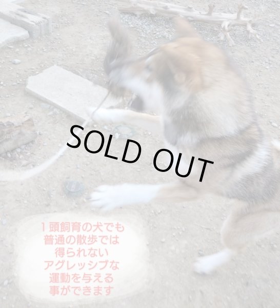 画像3: 猪犬じゃらし (3)