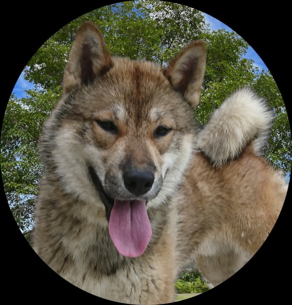 画像1: 愛犬入場チケット (1)